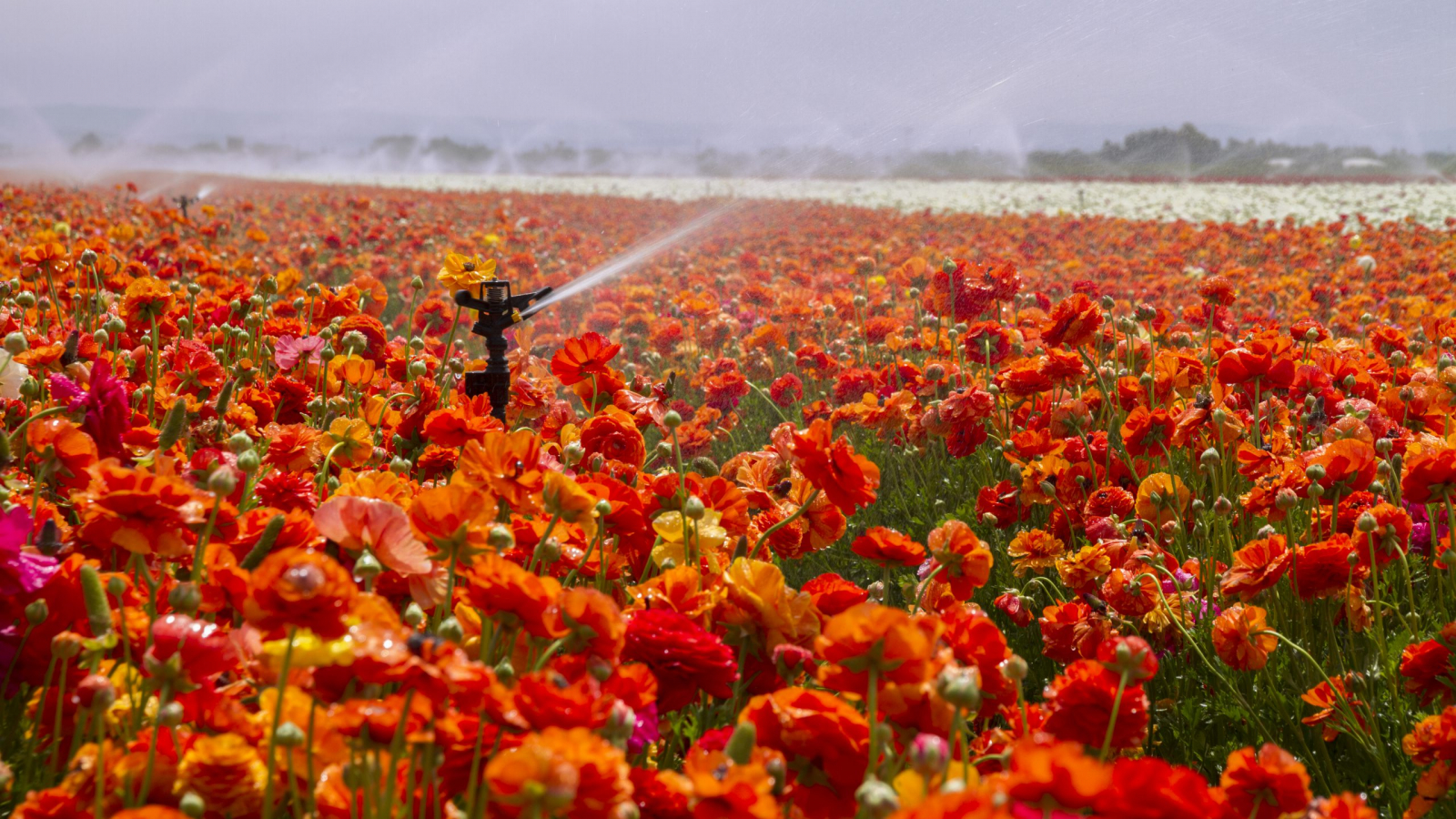 Field of blossoming buttercup flowers creates carpet of colors, with working sprinkler splashing drops of water over the field, as part of an irrigation system