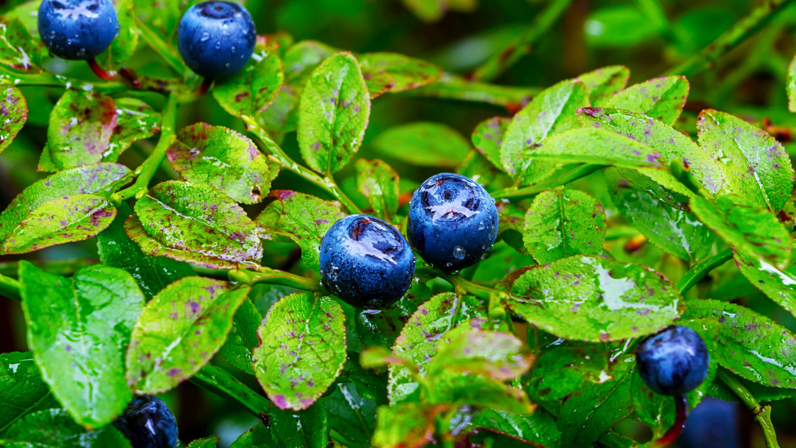 Wild forest blueberry bush with ripe berries and water drops, close up