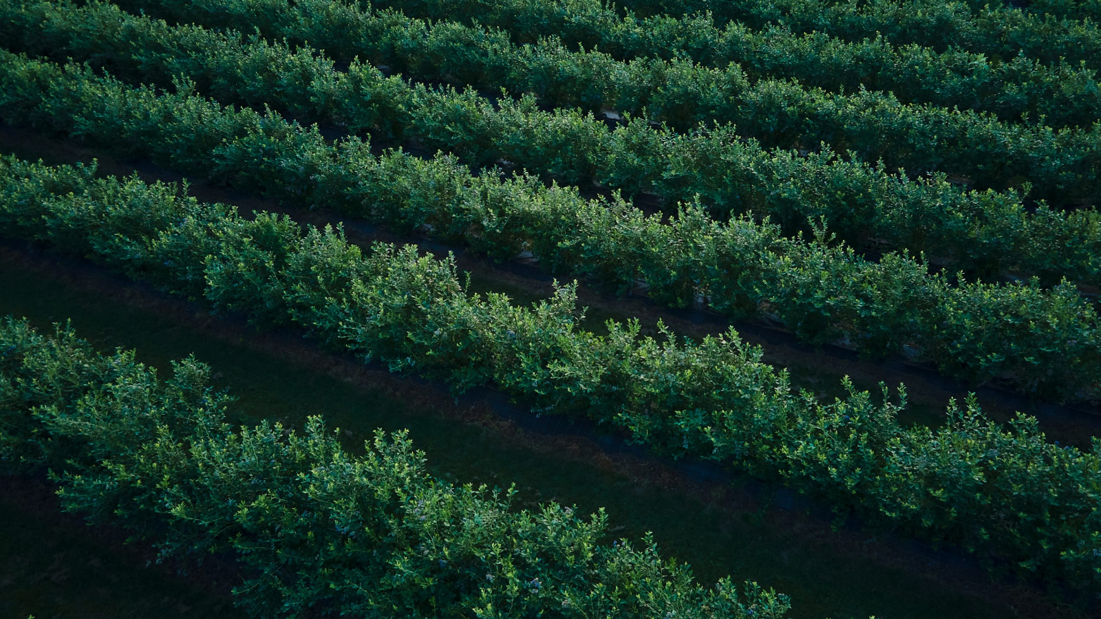 Aerial drone view Blueberry bush field, organic ripe. Blue berry hanging on a branch, Bio, healthy food, top view, Farm with berries